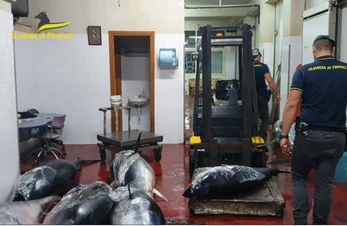 I Finanzieri  di Bagheria hanno sequestrato 4,5 tonnellate di tonno rosso 