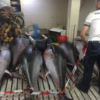 Trapani: la guardia costiera sequestra oltre 700 chili di tonno rosso